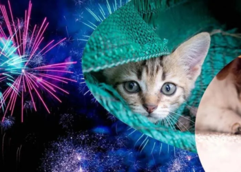 Dierenarts geeft raad: “Zo help je je huisdier de jaarwisseling door!”
