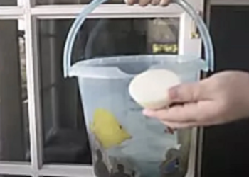 Oma deelt haar geheime truc voor streeploze en glanzende ramen