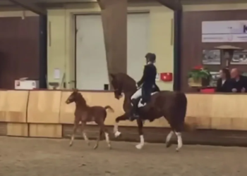 TE SCHATTIG: Veulen volgt moeder en begint naast haar te dansen voor het publiek