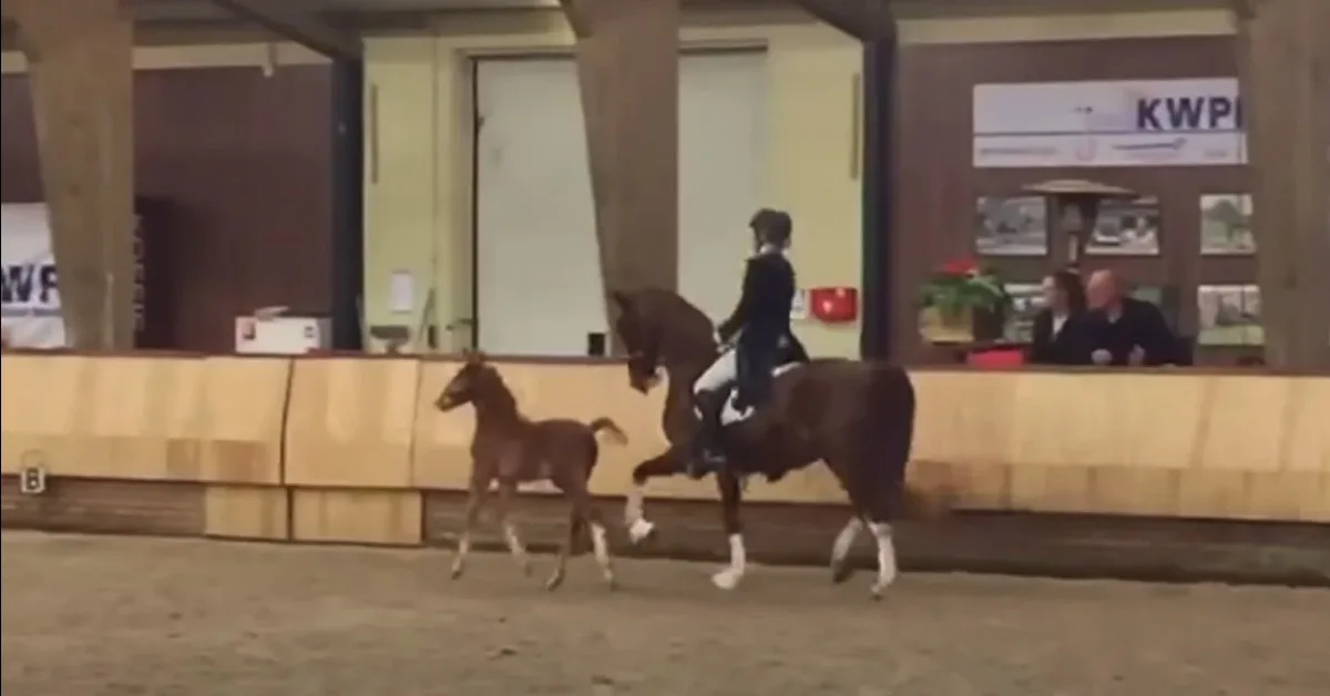 TE SCHATTIG: Veulen volgt moeder en begint naast haar te dansen voor het publiek
