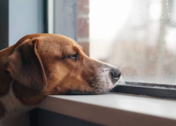 Is je hond alleen thuis? Als je dit doet voelt hij zich minder eenzaam