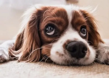 Dit zijn de 7 liefste hondenrassen, is het die van jou?