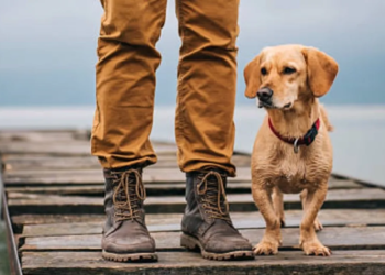 Hondenbelasting stijgt aanzienlijk: ontdek wat nu de kosten zijn voor jouw hond