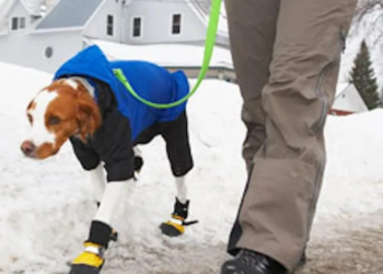 Hondenbezitters let op! Bij déze temperatuur is het te koud om je hond uit te laten!