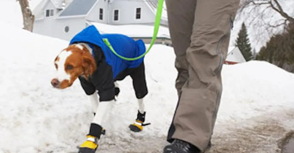 Hondenbezitters let op! Bij déze temperatuur is het te koud om je hond uit te laten!
