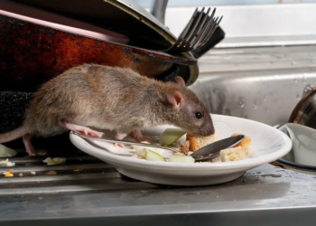 Definitief muizen verjagen. Hoe doe je dat? Dit is de enige truc die werkt