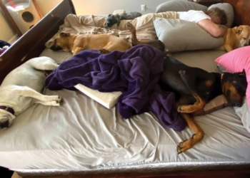 Slaap jij met je huisdier in bed? Dit zegt z’n slaaphouding over hoe hij zich voelt