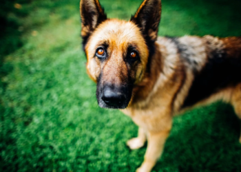 Bizar: Dit gezin wil hond niet meer, begraaft het dier levend in de tuin