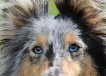 Onderzoek onthult de verrassende top vier van meest agressieve hondenrassen