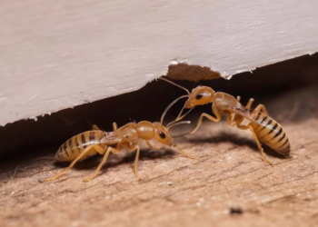 Kom je dit insect tegen in je woning? Dan heb je een groot probleem!
