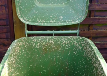 Last van een stinkende container vol vliegen of maden? Dit is de oplossing!