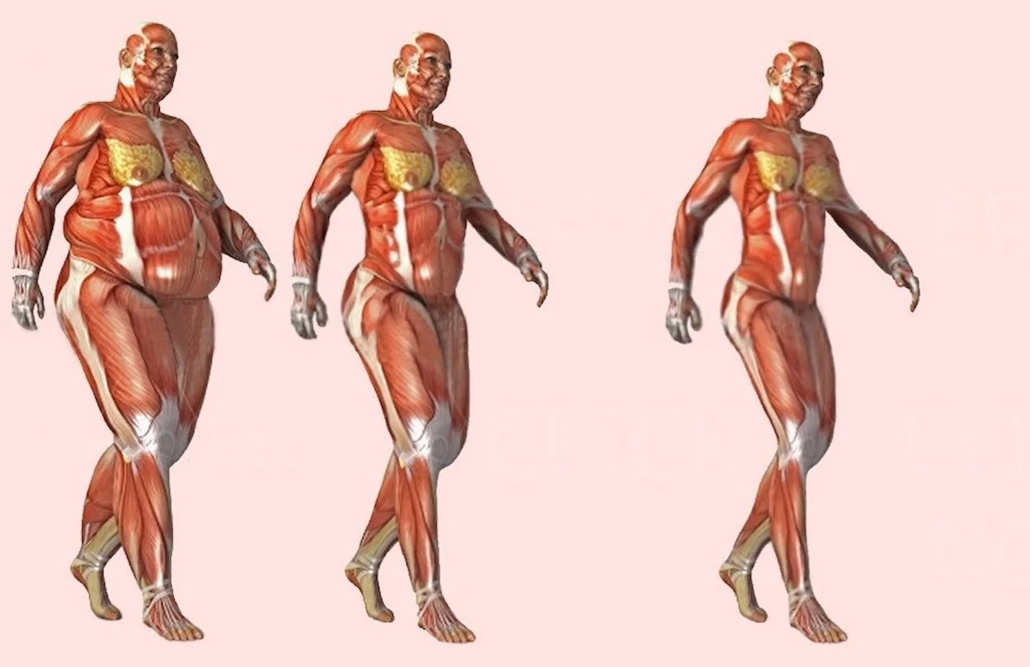 Elke dag 30 minuten wandelen heeft dit effect op jouw lichaam