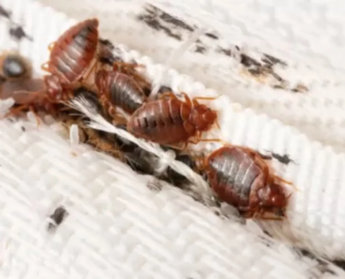 Opgelet! 5 onverwachte plekken waar bedwantsen zich maar al te graag verstoppen