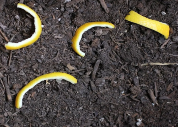 Ze legt citroenschillen in de tuin. De reden is super slim!