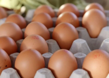 Voedingscentrum waarschuwt: gezondheidsrisico eieren door te veel PFAS