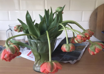 WOW: Nooit meer hangende tulpen met deze handige truc