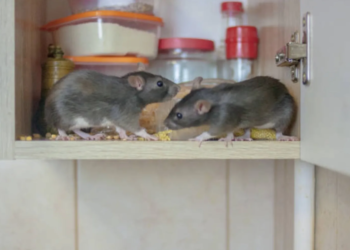 Muizen in huis? Met déze geniale methode blijven ze voorgoed weg