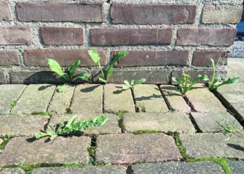 Tuinman deelt truc om heermoes snel en goedkoop te verwijderen (minder dan €1)