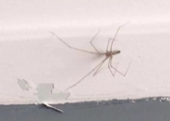 Spin in je kamer? Dit is de reden waarom je spinnen in je kamer áltijd moet weghalen
