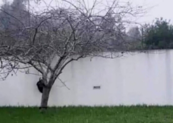 99% ziet een boom voor een meer in de foto, zie jij wat het werkelijk is?