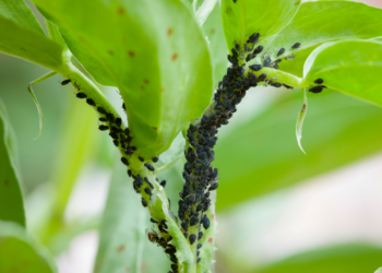 Zo kom je snel en natuurlijk van bladluizen af