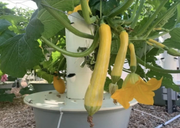 Je eigen courgettes verbouwen? Het is gemakkelijker dan je denkt (werkt echt!)