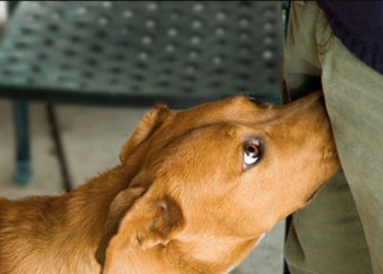 Aha! Dit is dus de reden waarom een hond met z’n neus aan je kruis snuffelt!
