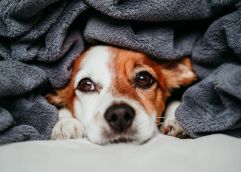 Heb je een hond en slaap je soms slecht? Probeer dan eens deze tip!