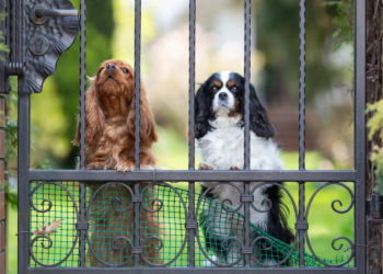 Bekijk de kosten van een boete als er een boa in de buurt is als je hond blaft zonder geldige reden