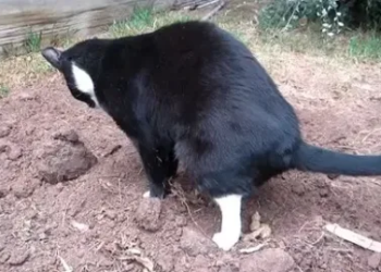 Houd buurtkatten vriendelijk uit je tuin. Met dit geheel katten vriendelijke trucje gebeurt dat niet meer!