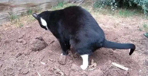 Houd buurtkatten vriendelijk uit je tuin. Met dit geheel katten vriendelijke trucje gebeurt dat niet meer!