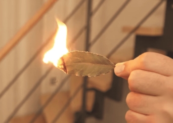 Hij steekt een laurierblad thuis aan. Dit heb ik nooit geweten!