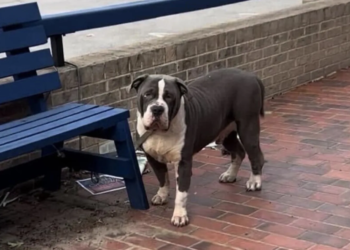 Deze lieve hond was achtergelaten en vastgebonden aan een bankje, dit is hartverscheurend
