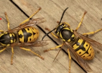 Met dit wondermiddel uit je keuken heb je nooit meer last van wespen