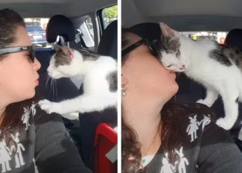 Een kat blijft het meisje bedanken dat hem redde uit een opvangcentrum vlak voordat hij zou worden afgemaakt