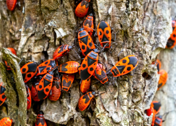 Dit zijn de kleine rode indringers in jouw tuin, je ziet ze overal en zo kom je er vanaf!