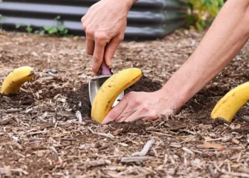 Begraaf eens een banaan in de grond en kijk wat er na 7 dagen gebeurt (werkt echt!)