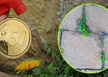 Met slechts 50 cent ben je voortaan verlost van onkruid en groene aanslag in je tuin