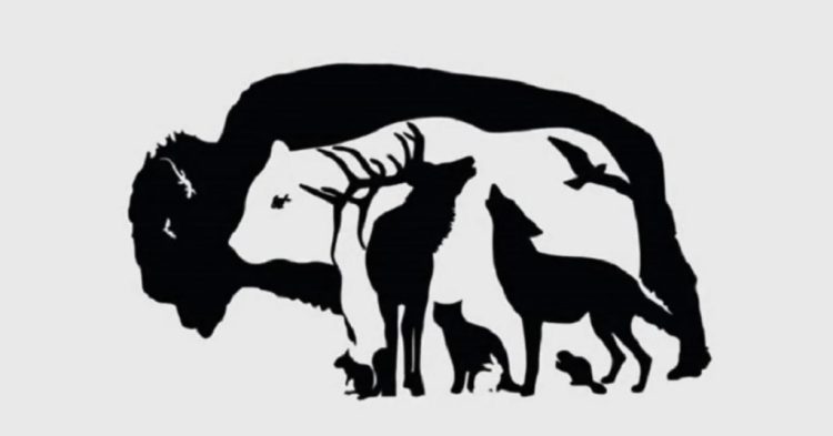 Hersenkraker: Hoeveel dieren tel jij in deze afbeelding?