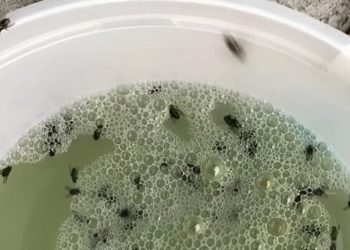 Met deze nieuwe truc ben je binnen no-time van die vervelende fruitvliegjes af!