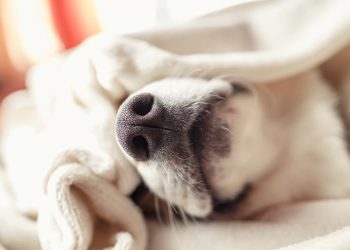 “Hij was aan het trippen.Ze hebben gewoon mijn hond vergiftigd.”