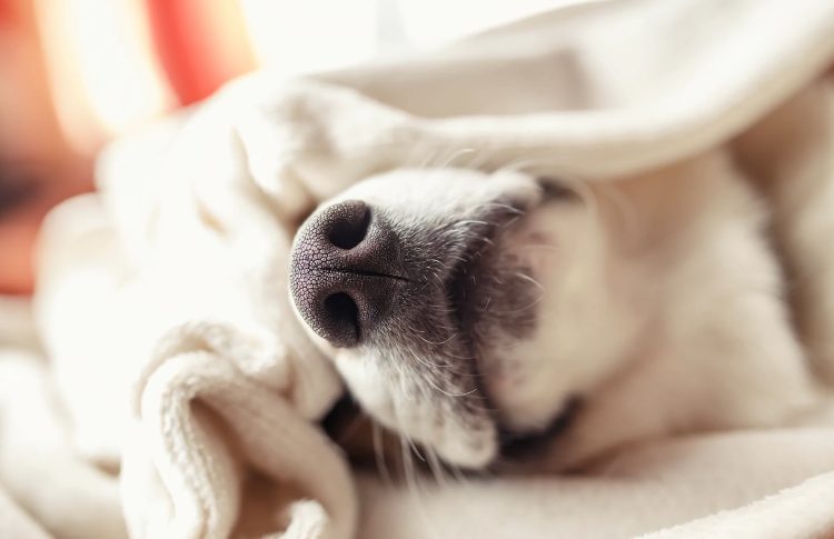 “Hij was aan het trippen.Ze hebben gewoon mijn hond vergiftigd.”