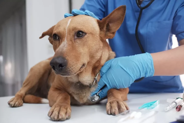 Dit is de reden waarom de dierenarts steeds duurder wordt