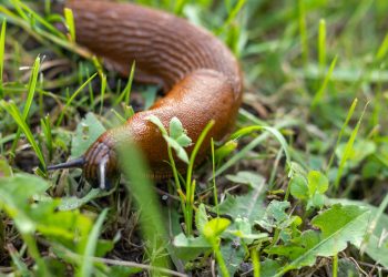 Opeens zijn ze overal: naaktslakken. Hoe raak je ze kwijt?
