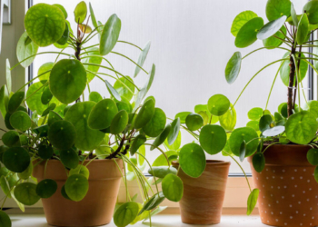 Met deze tips hou jij jouw pannenkoekenplant wél in leven! (bijna iedereen doet dit verkeerd)