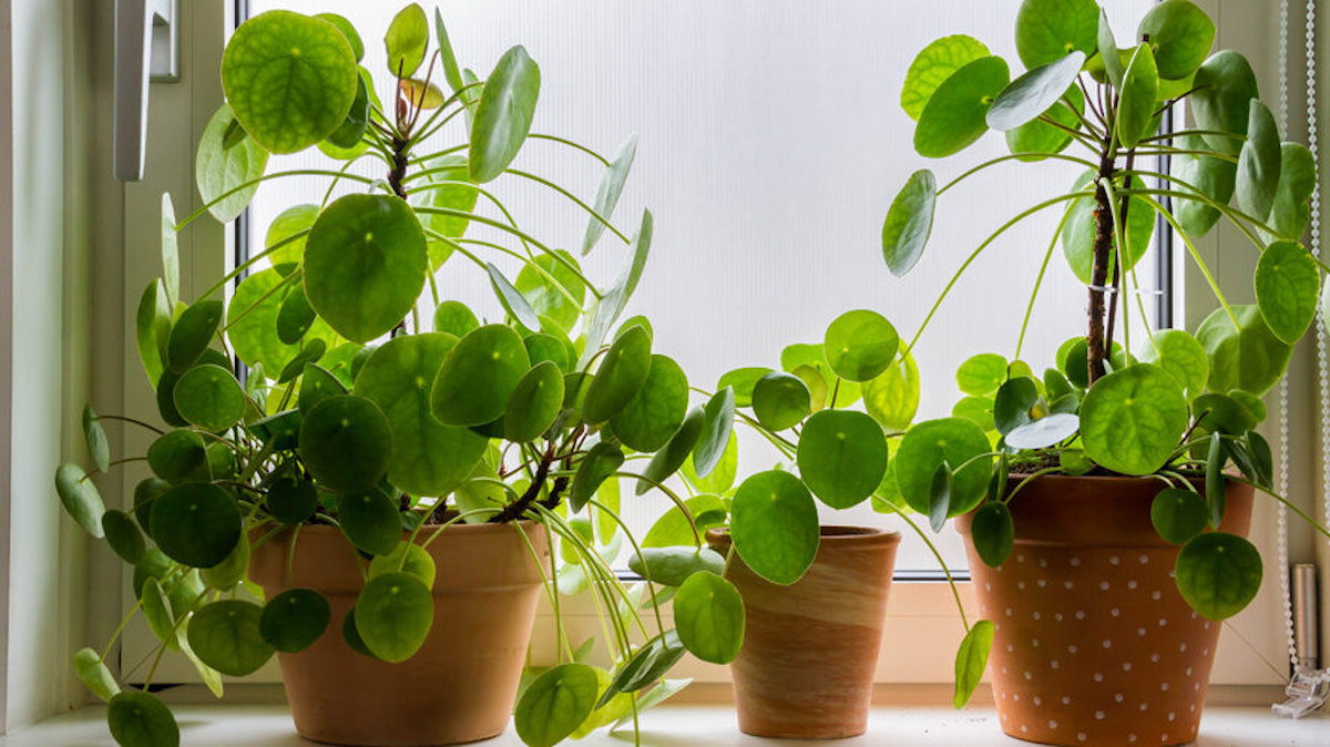 Met deze tips hou jij jouw pannenkoekenplant wél in leven! (bijna iedereen doet dit verkeerd)