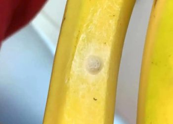 Kweker waarschuwt voor bananen met een witte stip: “Koop deze niet!”