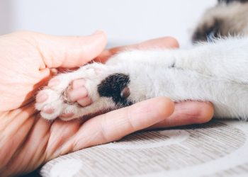 Alarmerende toename: Meer verwaarloosde dieren in Nederland nu!