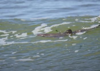 Opmerkelijk: Haai gespot aan Nederlandse kust