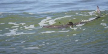Opmerkelijk: Haai gespot aan Nederlandse kust